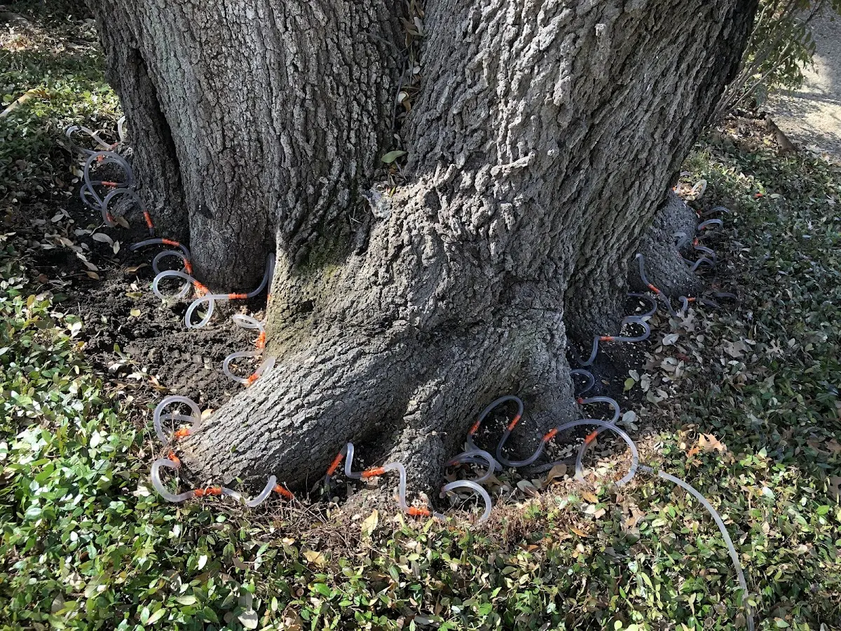 Detailed Tree Cabling and Bracing job site in Healy