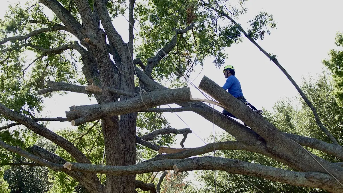Professional Crown Thinning performed by certified arborists in Healy