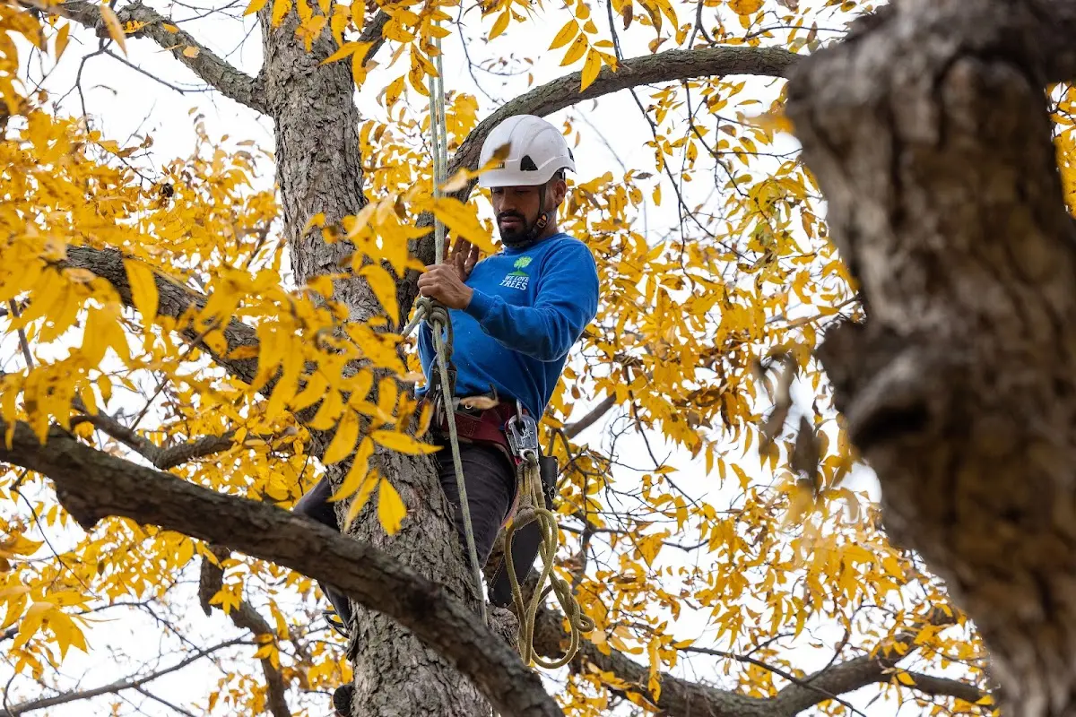 Skilled Emergency Tree Service crew working in Healy